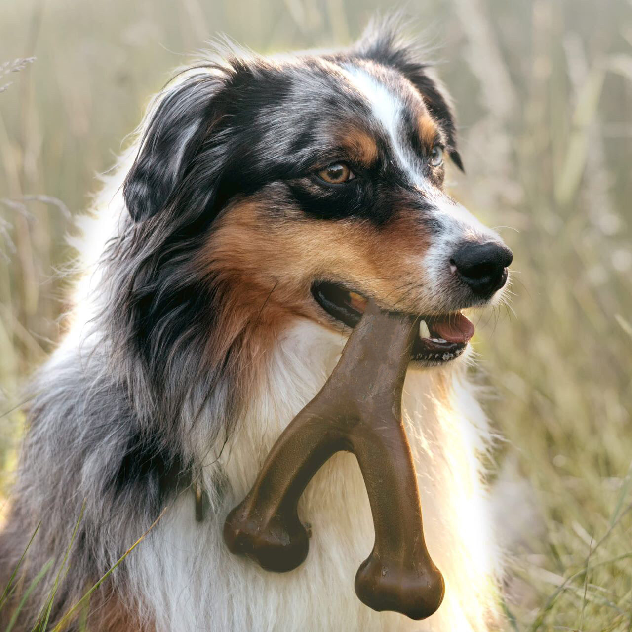 Flavor-Infused Nylon Chew Toy