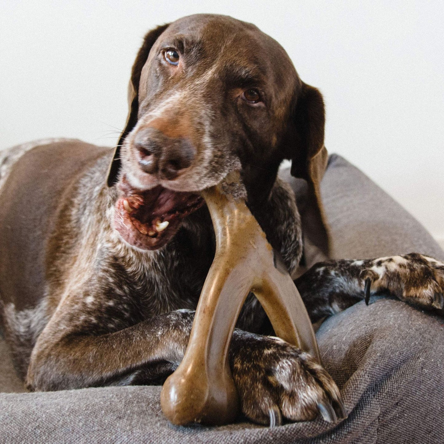 Flavor-Infused Nylon Chew Toy